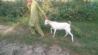 Amazing man meets with his goat and village