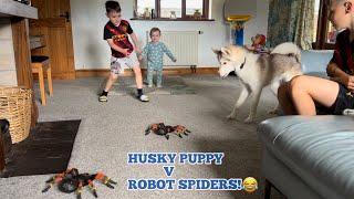 Babies & Husky Puppies Hilarious Reaction To ROBOT SPIDERS!. PRANK!