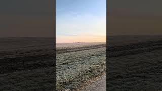 This is why they call em ditch chickens!! #outdoors #hunting #pheasants