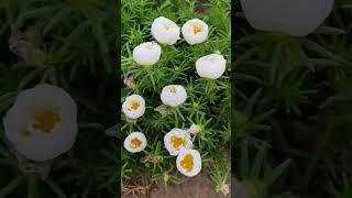 How to increase flowering in portulaca flower #shorts #flowers #howtogrowportulaca #gardenflower