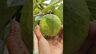 harvesting #harvestingfruits #food#dessert#shortsfeed#recipe#foodforfoodies#reel#shorts#shortvideo