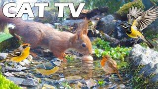 CAT TV FOR CAT  Squirrel And Bird Eat Together In The Backyard  Relaxing Bird Sounds Relax Cat 