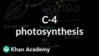 C-4 Photosynthesis