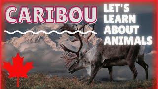 Learn About Caribou: Educational Video / ESL Listening Lesson - Iconic Canadian Animals (Reindeer)