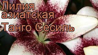 Лилия азиатская (lilium asiatic cecil)  азиатская лилия обзор: как сажать, луковицы лилии