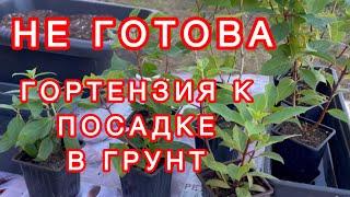 🪴ОСЕНЯЯ ПОСАДКА МЕТЕЛЬЧАТОЙ ГОРТЕНЗИИ🪴Не готова к посадке в открытый грунт