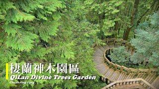 棲蘭神木園區QiLan Divine Trees Garden