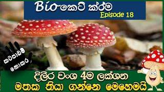 A/L Biology short cuts- part 18| kingdom Fungi| bio keti krama |දිලීර