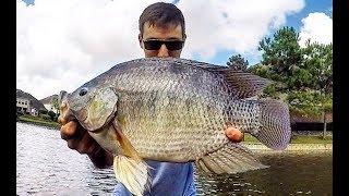 Using TINY JIGS to catch HUGE BLUEGILL & TILAPIA!