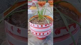 rain Lily growing in pot #rainlilyflower #flowerpot #potmaking #bottelart #bottleplanter #garden