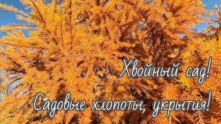 Продолжаю подготовку хвойного и не только сада! Солнечное воскресенье 10 ноября 2024