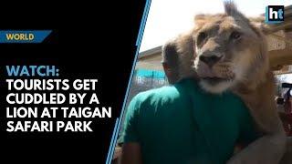 Watch: Lion climbs into vehicle and cuddles tourists at Taigan Safari Park