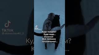 коти поганого не навчать