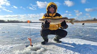 Ловлю судака і щуку на живця. Готую по дикому на вогні. #fishing #life