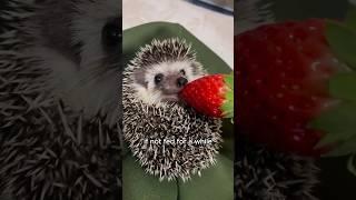 Falling hedgehogs bring unexpected surprises #animals #love #shorts