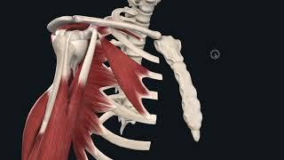 Shoulder Functional Anatomy for Students