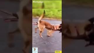 OMG It's DOG video is SO CUTE #Shorts #funnydogs #petlover #crazydogs #animalmate #itdog #smilingdog