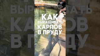 Как выращивать карпов в пруду?