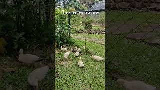 #ducklings #shortvideo #shorts #short