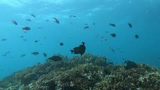 Fiji Shark dive ч14