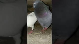 #Tapas pigeon lover #pubgmobile #youtubeshorts #youtub #viral #video#