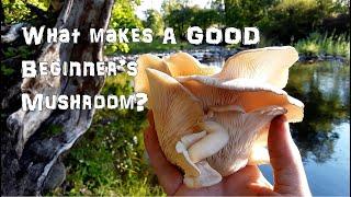 Is Foraging for Wild Mushrooms worth the Risk? (Forager's Theory)