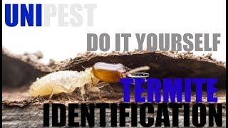 3 DIY Tips to Identify Termites for Eco-Friendly Termite Control in Santa Clarita