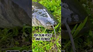 Capture COMPILATION #shorts #fishing #silure #siluro #pesca #viral #reelfishing #perte
