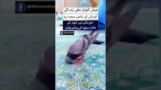 Allah Akbar   #shorts #viral