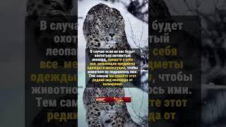 ПРО ПЯТНИСТОГО ЛЕОПАРДА #историяизжизни #редкие #история