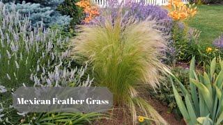 Growing Mexican Feather Grass