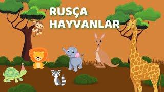 Rusça Hayvan İsimlerini Öğren / Çocuklar İçin Orman Hayvanları