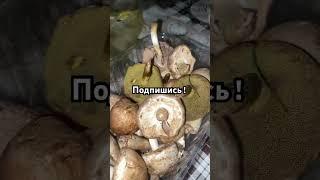 #психология #тибетскаямудрость #полезнаяинформация #творецзнает #mushroom #исцеление #рецепты