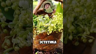 Секреты аромата ЛАНДЫША #siberianwellness #стресс #головнаяболь #позитив #счастье #аромаблог #ландыш
