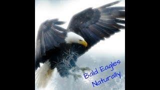DC NEST 2.11.19 BALD EAGLE BEHAVIOR - LEARNING SERIES #5