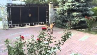 Тиран. Немецкая овчарка защита, послушание.  г. Львов. +38 0673430154 German Shepherd Dog training