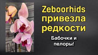 Взрослые цветущие азиатские редкости уже здесь! ️‍