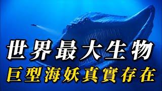 全世界最大的10种巨型生物，第5名可活数百年！ 第一名是巨型“海妖”，眼睛如“灯笼”！ #animals #野生动物 #科普 #野生生物 #动物 #涨知识