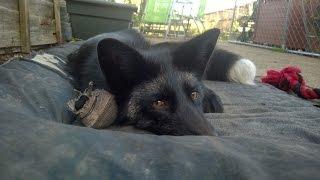 How does the pet fox play?