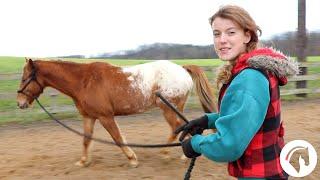 How to Lunge a Horse Without a Round Pen (For Beginners)