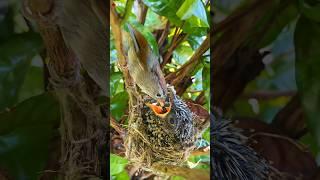 The little mother bird is feeding the baby cuckoo. #birds #nest #birdfeeding #cuckoo #nature