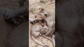 pity baby monkey  staying with female monkey but no chance to get milk #shorts