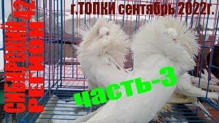 ГОЛУБИ.ПОРОДЫ ГОЛУБЕЙ и ЦЕНЫ.(часть-3)