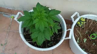 34 дня Sugar Breath Humbolt Seed Organization от Мария Любит Хуана #sugarbreath#seedorganization