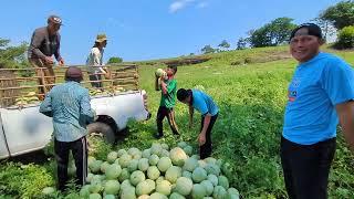 cargando sandía para llevarla al camión,, mira las que encontramos