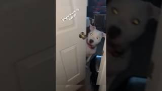 Skinwalker Disguised As Animal (Dog Edition) #shorts #viral #dog