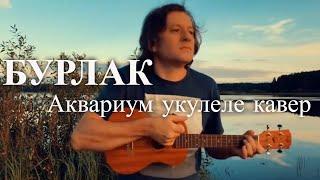 Антон Мизонов - Бурлак (Аквариум укулеле кавер)