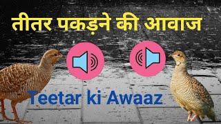 #teetar ka shikar Teetar teetar Awaz teetar Awaaz teetar ki Awaaz teetar bolny ka Tarika teetar