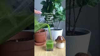 Healing Green Detox Juice  #juice #greenjuicerecipe #namaj2 #hurom #detoxjuice #asmr #asmrfood