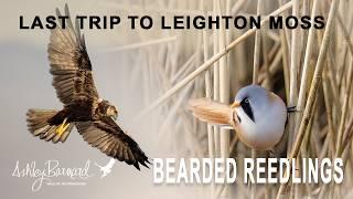 My Last trip to Leighton Moss - The Bearded Reedling